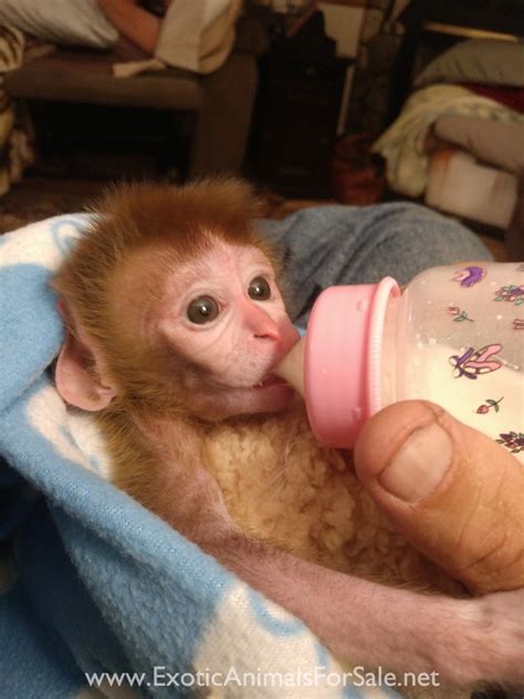 Today Sale True Designer Teacup Piggys Est. . Baby macaque for sale